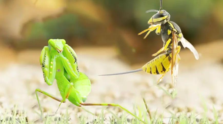 《大黄蜂》电影_高清完整版在线观看【影视大