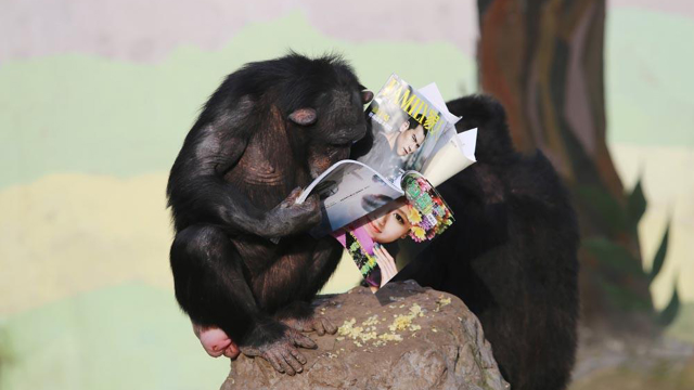 动物园的黑猩猩都在读书,你还有啥理由不努力