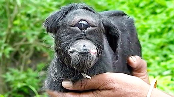 额头上长了一只眼睛的羊,网友:羊中二郎神?