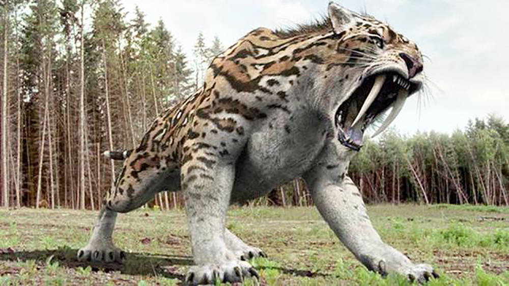 剑齿虎是如何灭绝的?看完算是清楚了!
