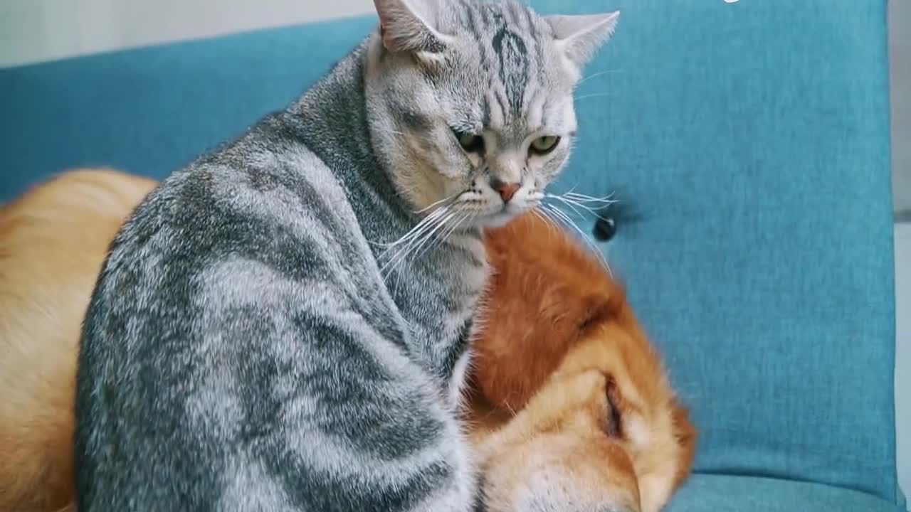 天凉了,狗头上又开始长猫了