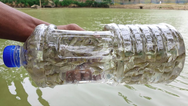 大叔用塑料瓶制作了"捕鱼神器",一抓一整瓶,怎么做到的?