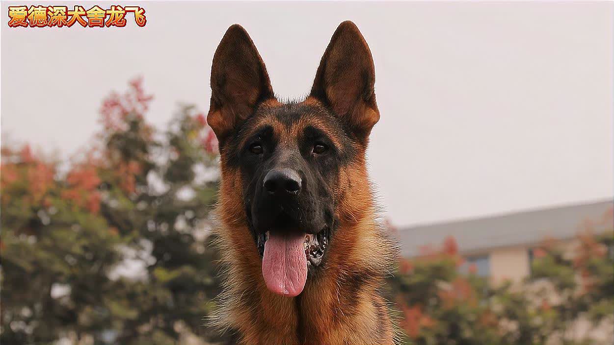 小伙儿说这条德牧的后腿跟装上弹簧一样,原来这么回事儿啊