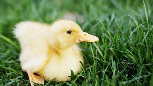 怪!小黄鸭长4只脚,2只挂臀部不着地