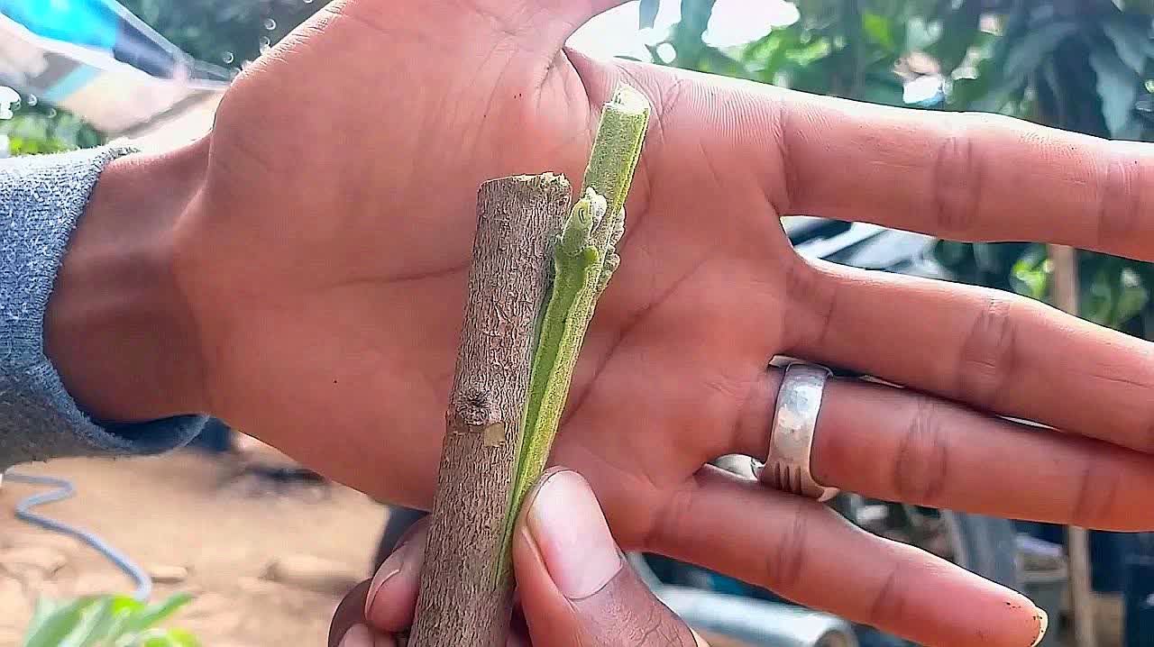 果树嫁接技术之切腹接教学