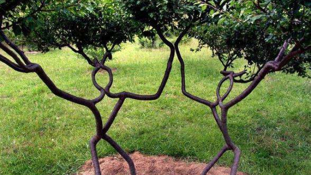 奇!大树也能凹造型,形似汉字福禄寿