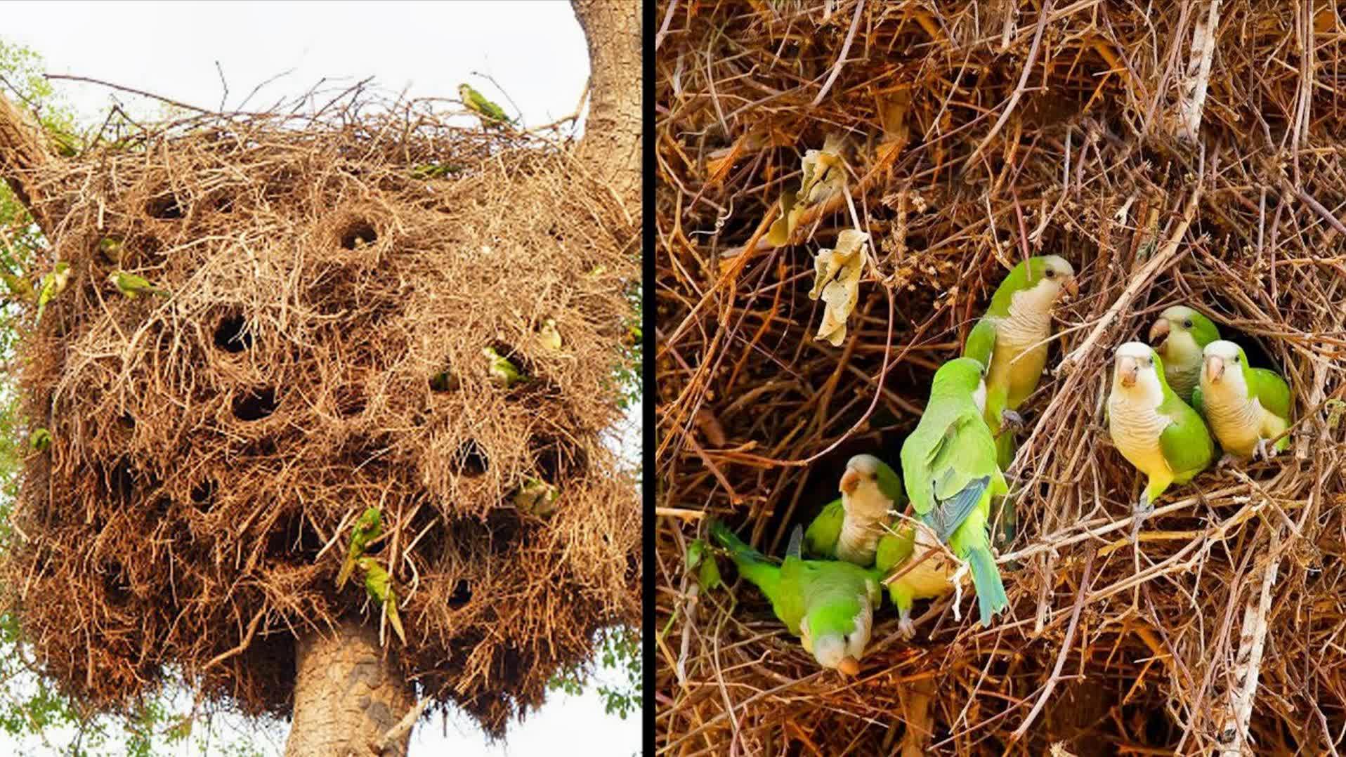 动物:长尾小鹦鹉筑巢(神奇的鹦鹉筑巢)-动物-在线观看-高清下载-风行