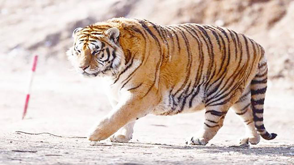 濒临灭绝的东北虎人工饲养以后的样子,路人看到都笑趴了