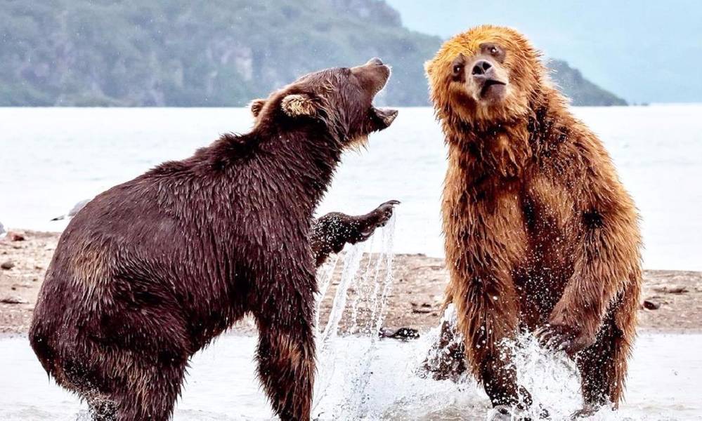 北极熊大战800kg棕熊,战斗力究竟谁更胜一筹?