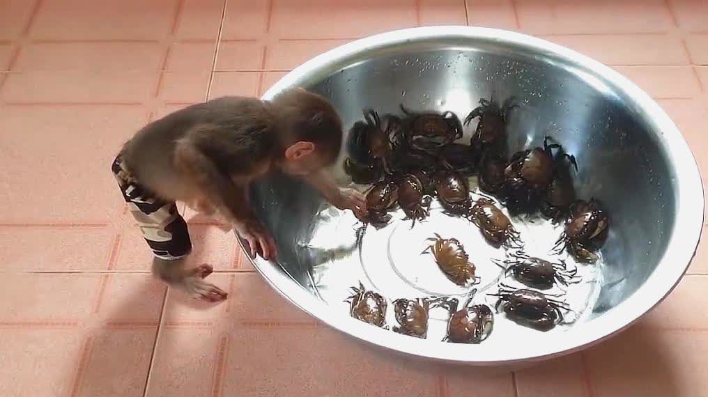 小猴子不认识螃蟹,胆子真大,好像在说:这是什么啊?